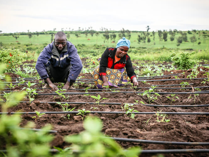 Agro Training Projects